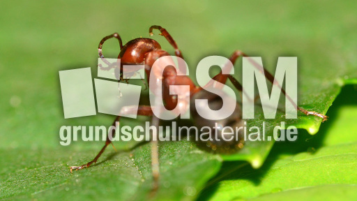 Rote Waldameise (4).jpg